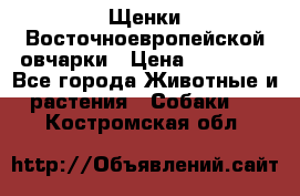 Щенки Восточноевропейской овчарки › Цена ­ 25 000 - Все города Животные и растения » Собаки   . Костромская обл.